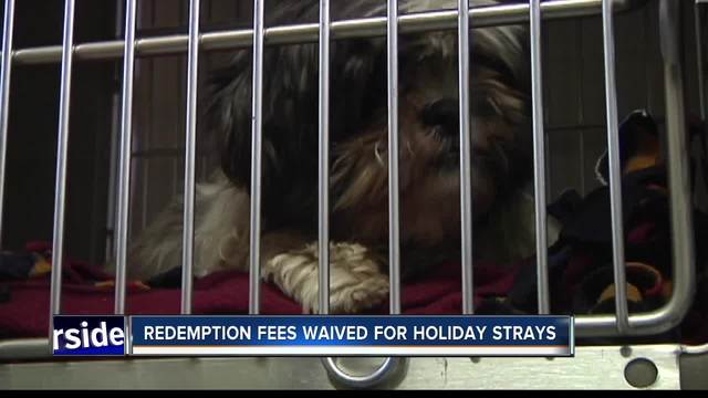 Humane Society reports more than 30 lost dogs following 4th of J