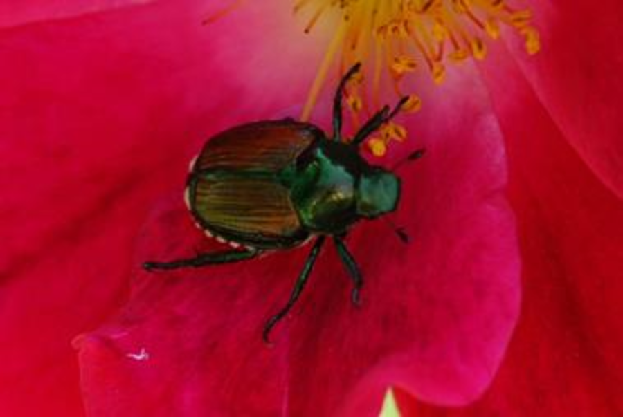 Department of Agriculture continues fight to eradicate Japanese Beetles ...