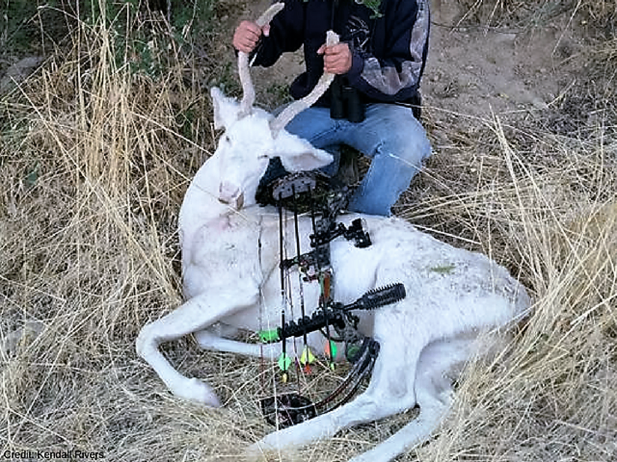 Rare albino buck shot by Emmett hunter Boise, ID