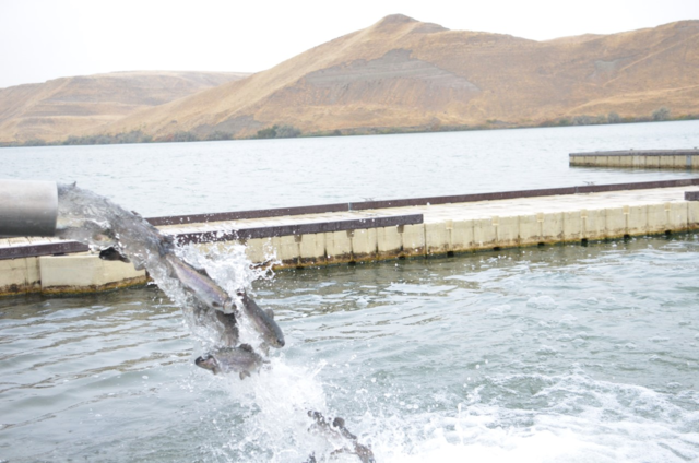 Idaho Power releases 120,000 trout