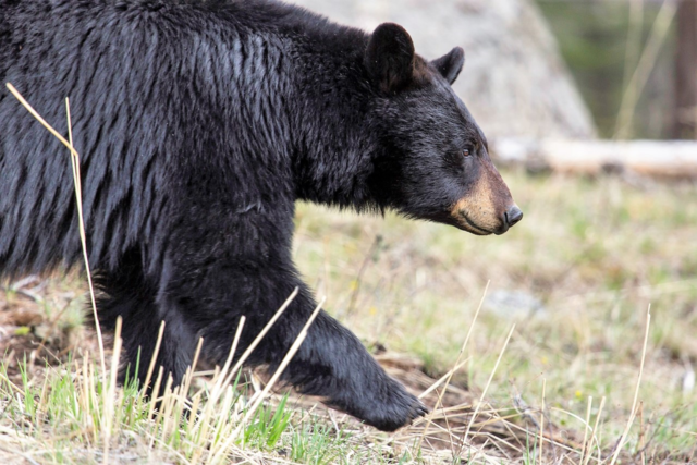 Oregon woman wakes up to find a bear in her living room