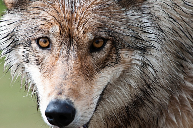 State wildlife officials confirm wolf killed alpaca