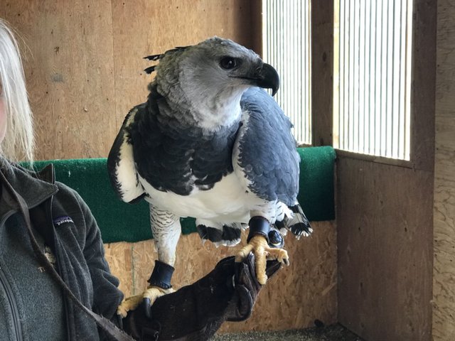 new harpy eagle settles into the world center for birds of new harpy eagle settles into the world center for birds of