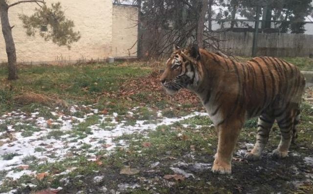Tiger euthanized at Zoo Boise following surgery complications