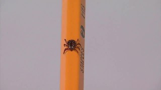 Tick season is here in Idaho