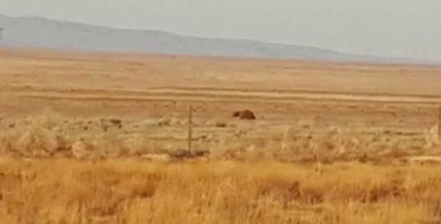 Fish and Game: Two bear sightings near Boise