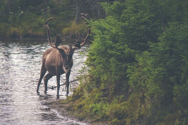 Officials work to ensure existence of caribou population