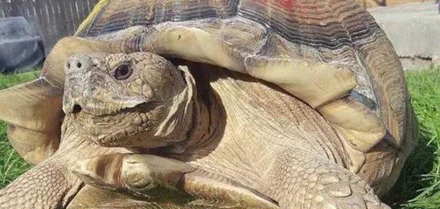 "Twister," the missing tortoise, returns home